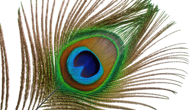 Detailed peacock feather eye with iridescent green and blue colors, isolated on transparent background