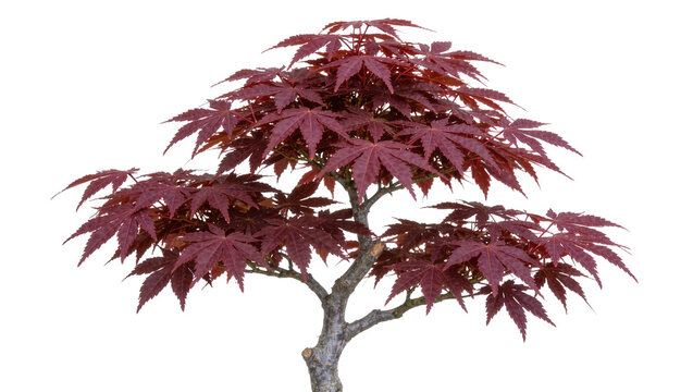 Deep red Japanese maple tree with delicate lobed leaves, isolated on transparent background