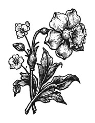 Obraz premium PNG Vintage black and white floral illustration with delicate blossoms