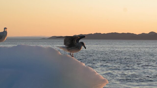 Gull Spreading Wings and Taking Off from Iceberg Near Nuuk Greenland