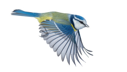 Blue tit bird with spread wings in flight, isolated on transparent background © PICSPRO