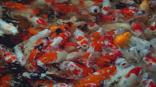 Colorful koi fish swimming together in crowded pond, close up of orange, white and black Japanese carp moving through rippling water.
