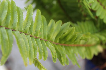 Fern 1 © Lauren