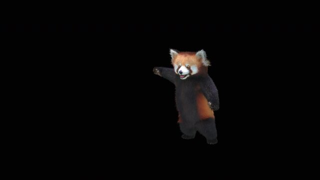 Cute 3D animated red panda dancing rumba with alpha channel. Cartoon animal character isolated for compositing, motion graphics, video editing, and digital content creation.