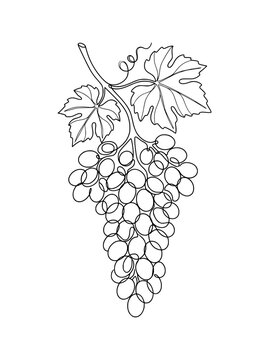 a continuous single line drawing of a bunch of grapes with leaves on a vine