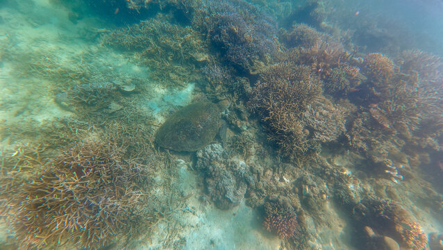 View of a sea turtle swimming over a vibrant coral reef in the clear waters of Pulau Derawan, East Kalimantan, Indonesia.