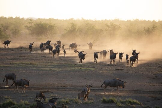 View of a large herd of wildebeest walking through a dusty savanna landscape under warm golden hour light in South Africa.