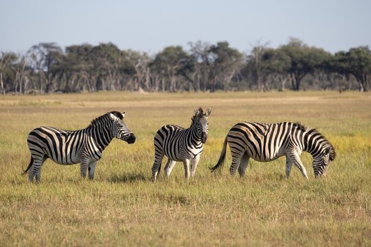 View of three zebras grazing in the grassy savanna landscape of South Africa.