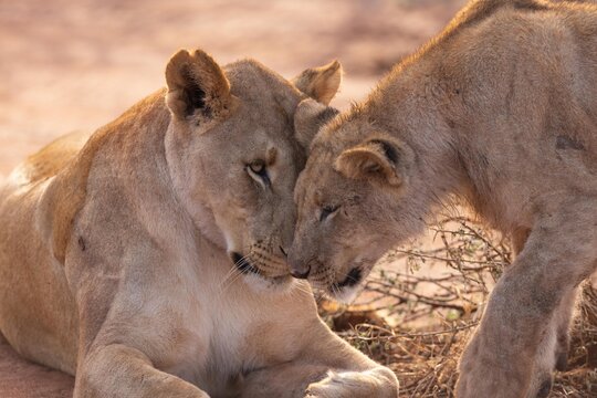 View of two lions nuzzling affectionately in the savanna of South Africa.