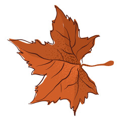 Autumn maple leaf type hand drawn