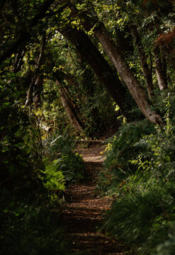 footpath in the forest