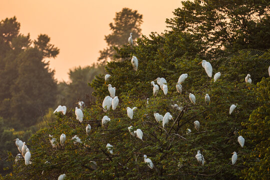 View of a large flock of white egrets perched in the lush green trees during the warm golden hour light in Dhaka, Dhaka Division, Bangladesh.