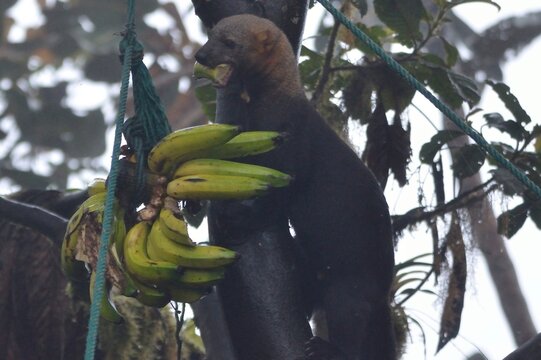 Agile tayra feeding on a bunch of green bananas while climbing a tree in Bellavista Cloud Forest Reserve, Ecuador