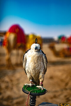 View of a hooded falcon perched on a stand with camels in the blurred background in Doha, Doha Municipality, Qatar.