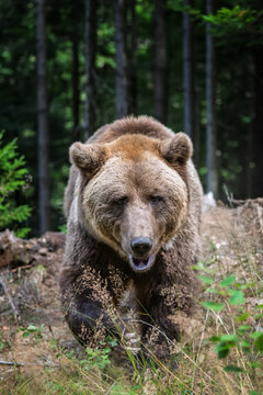 Brown bear foraging in a forested area with green foliage and trees, showcasing natural habitat and wildlife in a serene environment