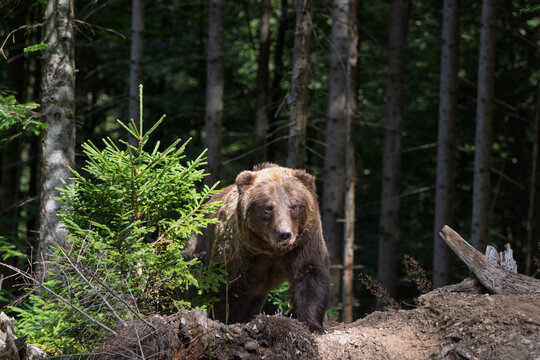 Brown bear foraging in a forested area with green foliage and trees, showcasing natural habitat and wildlife in a serene environment
