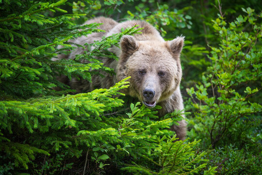 Brown bear standing among lush green foliage in a forest, surrounded by trees and underbrush, showcasing its natural habitat and wildlife behavior