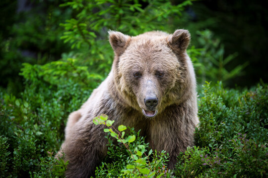 Brown bear standing among lush green foliage in a forest, surrounded by trees and underbrush, showcasing its natural habitat and wildlife behavior