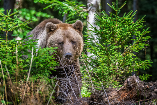 Brown bear foraging in a forested area with green foliage and trees, showcasing natural habitat and wildlife in a serene environment