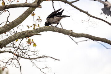 Obraz premium A majestic grey and black Hooded Crow perches on a gnarled lichen-covered oak branch amidst bare twigs and a few dried autumn leaves, bathed in bright overcast natural light