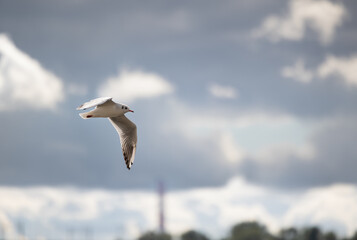 Obraz premium A white common gull with a red beak gracefully glides through an expansive sky under diffused daylight, featuring soft white and grey textured clouds and distant blurred natural elements