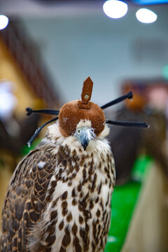 View of a falcon wearing a traditional leather hood used for falconry in Doha, Doha Municipality, Qatar.