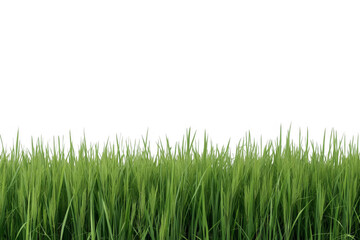 Obraz premium Dense Tall Green Grass Border