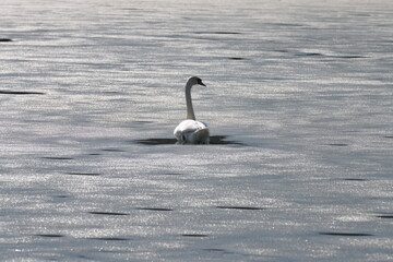 swan on ice © Tomasz