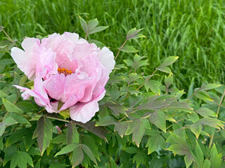 Pink flower of paeonia suffruticosa tree peony © OLENA LIALINA