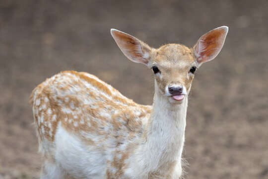 Damwildkalb 