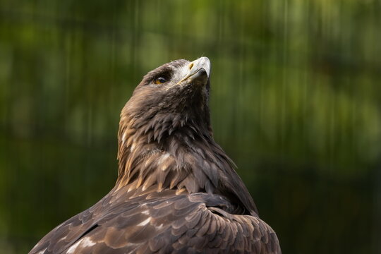 Steinadler