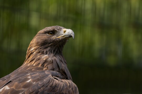 Steinadler