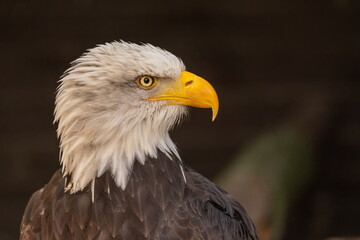 Fototapeta premium Weißkopfseeadler