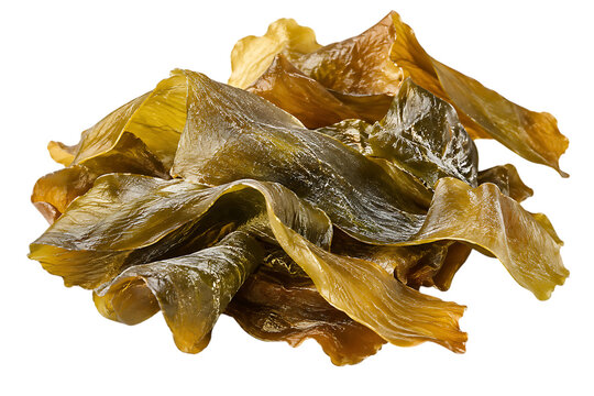 Edible brown seaweed kelp ribbons glossy marine vegetable healthy natural ocean food ingredient asian cuisine isolated on a transparent background