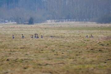 Wild geese in the meadow © Tomasz