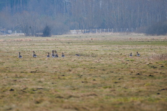 Wild geese in the meadow