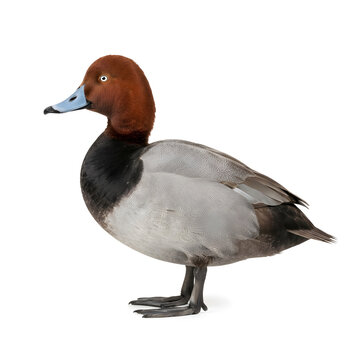 Male Redhead Duck with Red Head and Blue Beak on White Background