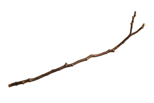 Single dry tree branch with nodes and forked tip