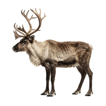 Male Reindeer with Antlers Standing on White Background
