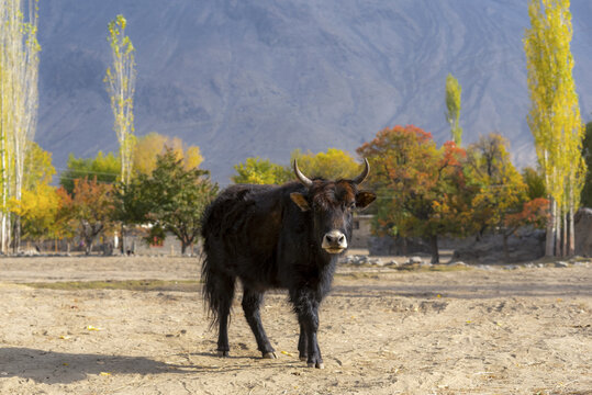 View of a dark-furred yak standing in a dry field with colorful autumn trees and mountains in the background in Taunsa, Punjab, Pakistan.