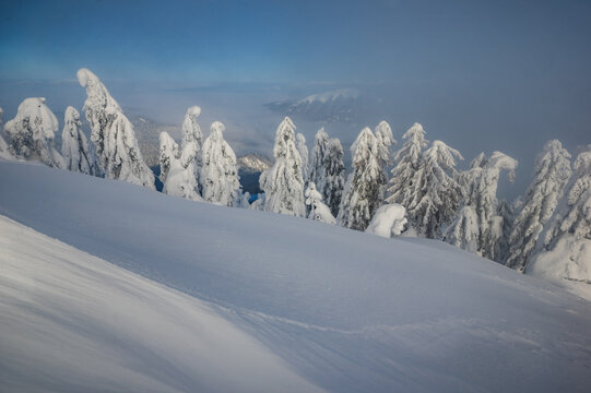 View of Borisov peak with snow-covered pine trees and a pristine winter landscape under a clear blue sky in Velka Fatra mountains, Zilina Region, Slovakia.