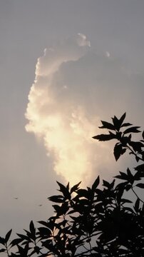 This video features a dramatic and serene nature scene, contrasting dark, silhouetted tree branches and leaves in the foreground with a towering, luminous cloud in the background. The massive cloud fo