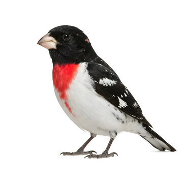 Male Grosbeak Bird with Red Breast and Black Head on White Background