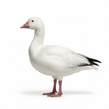 White Goose Standing Isolated on White Background