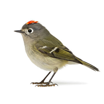 Small bird with red crown and green feathers on white background