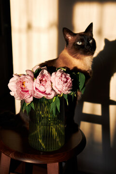 Siamese cat beside pink peonies in vase, dramatic sunlight, warm shadows indoors.