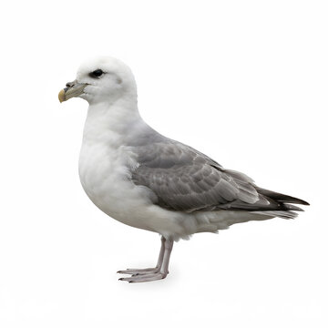 Seagull Bird Isolated on White Background