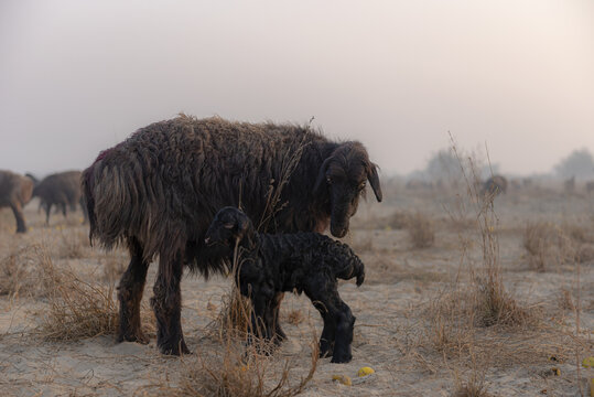 View of a mother sheep and her young lamb standing in a dry, dusty field at dusk in Taunsa, Punjab, Pakistan.