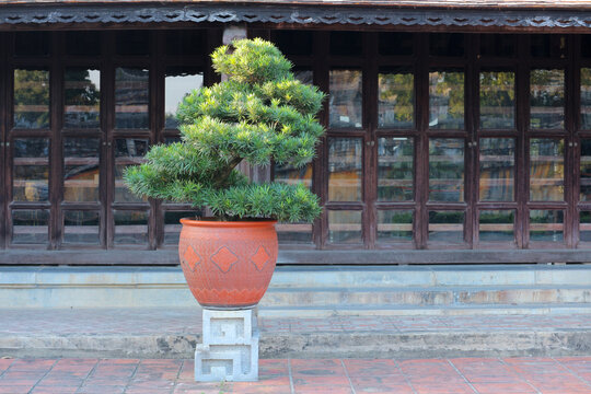 Traditional oriental bonsai tree in terracotta clay planter on geometric stone stand at palace veranda with dark wooden lattice windows