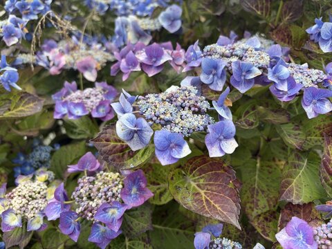 View of vibrant blue and purple hydrangea flowers in full bloom with lush green foliage in Fort Bragg, California, United States.